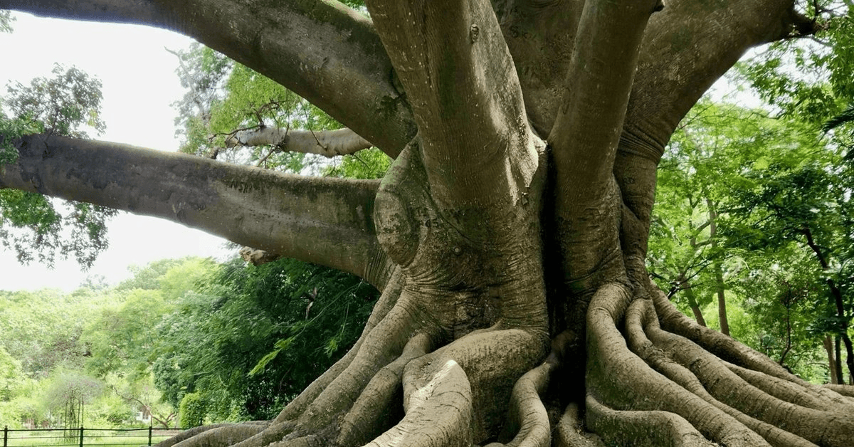 Fundação ROOTS Fellowship Financia Projetos de Preservação Espiritual Indígena em Três Continentes