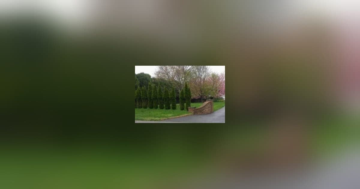 Temporada de acasalamento de cervos gera alerta para proprietários e motoristas do Tennessee