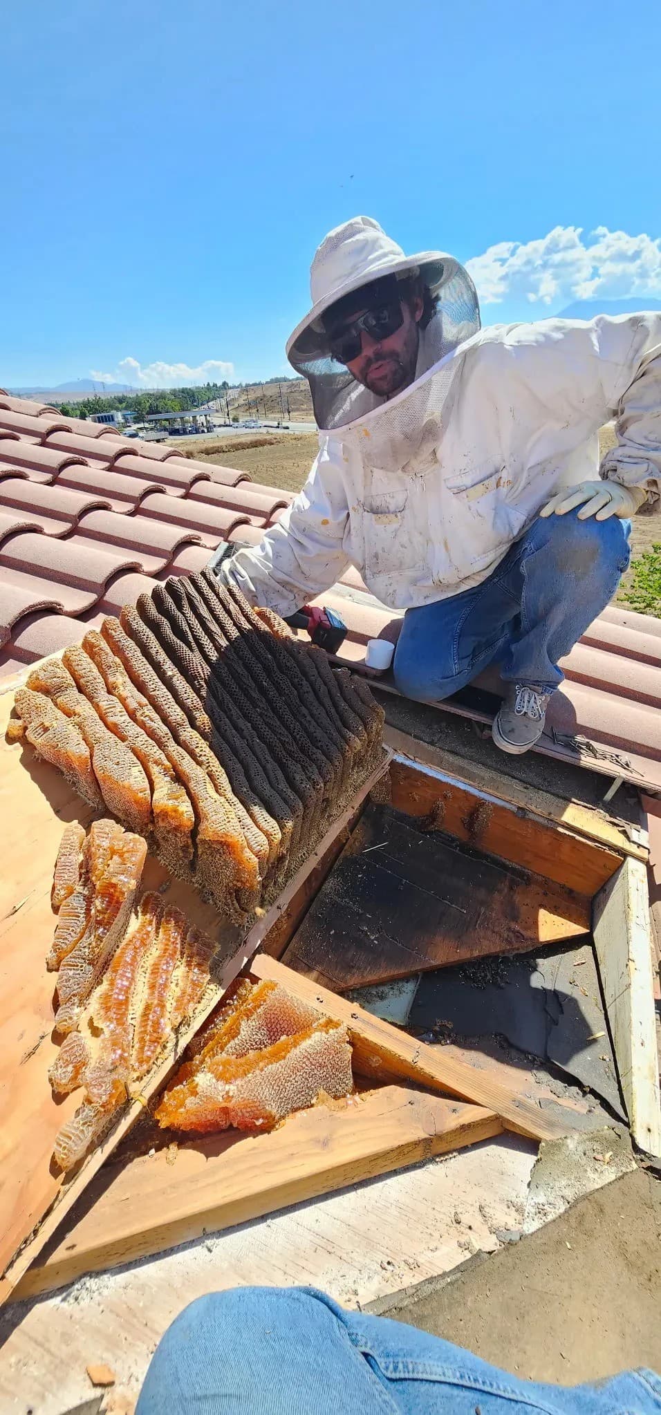 BeeSmart Bee Removal expande serviços de extração ao vivo de abelhas em Hemet para lidar com os riscos de deixar favos para trás