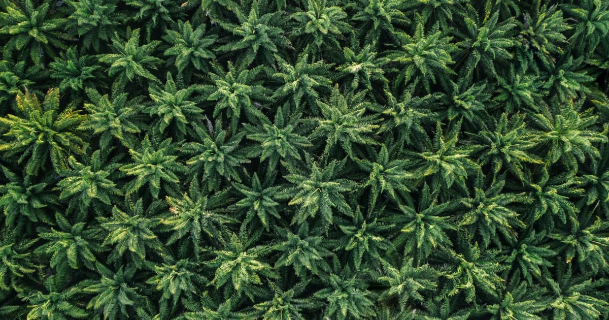 Nova Legislação Federal Concede aos Estados Autoridade para Regular Produtos de THC de Cânhamo