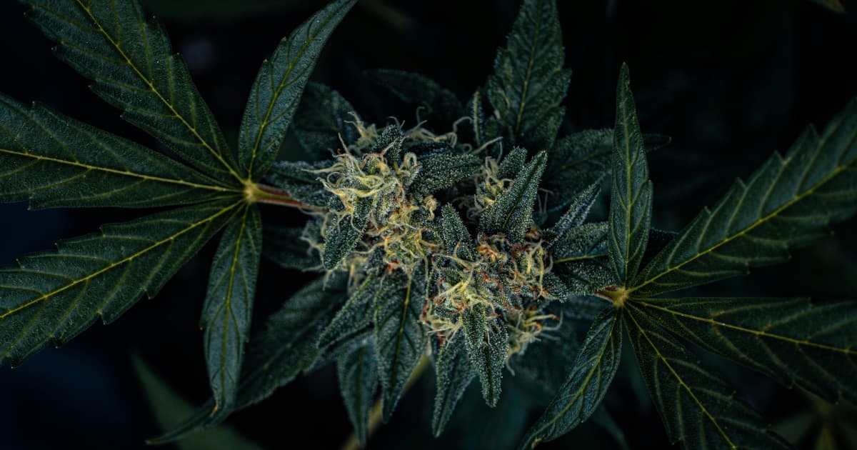 Michigan defende novo imposto por atacado sobre cannabis contra contestação judicial