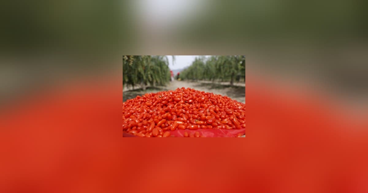 Goji Berries de Ningxia: De Antiga Delicadeza à Indústria Global de Superalimentos