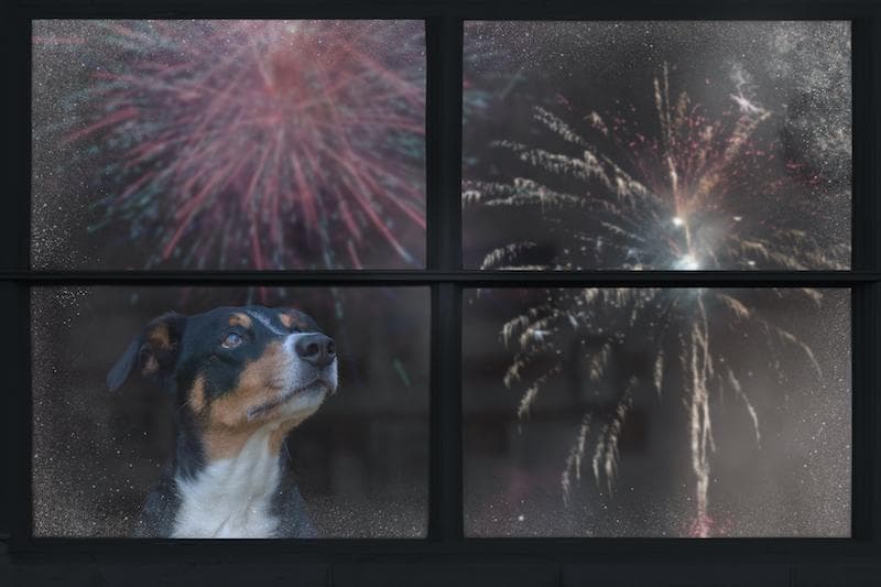 Nova pesquisa Rover revela que 65% dos animais de estimação têm medo de fogos de artifício, gerando recomendações de segurança