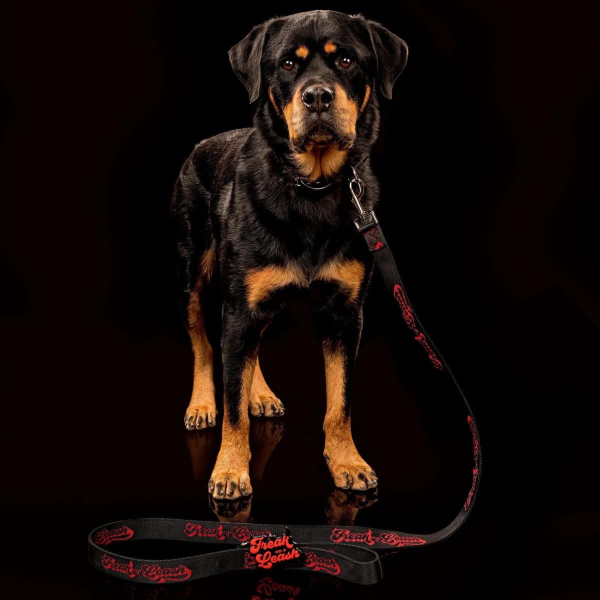 Freak On a Leash Eleva Coleiras de Espinhos para Cães ao Uso Diário com Couro de Flor Inteira e Ferragens Reforçadas