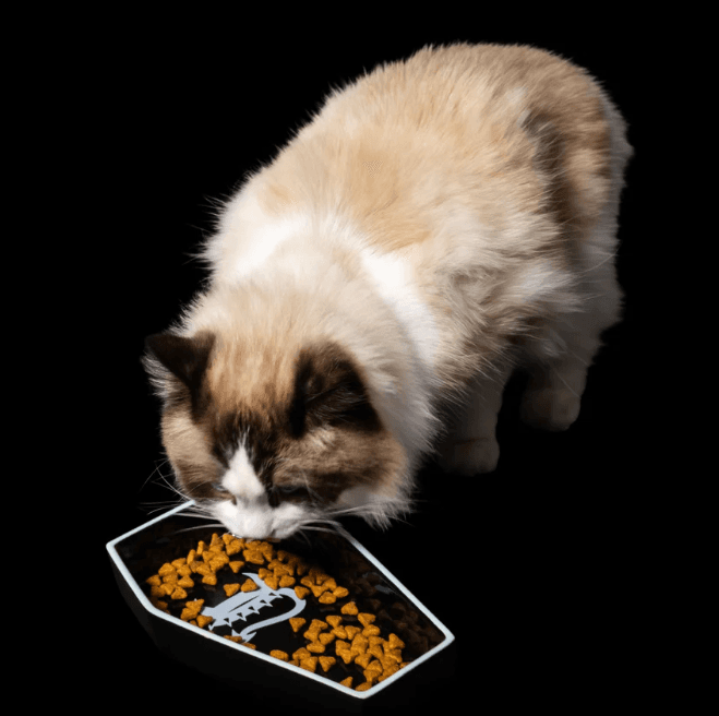 Freak On A Leash Lança Primeira Coleção para Gatos, Expandindo Além dos Cães