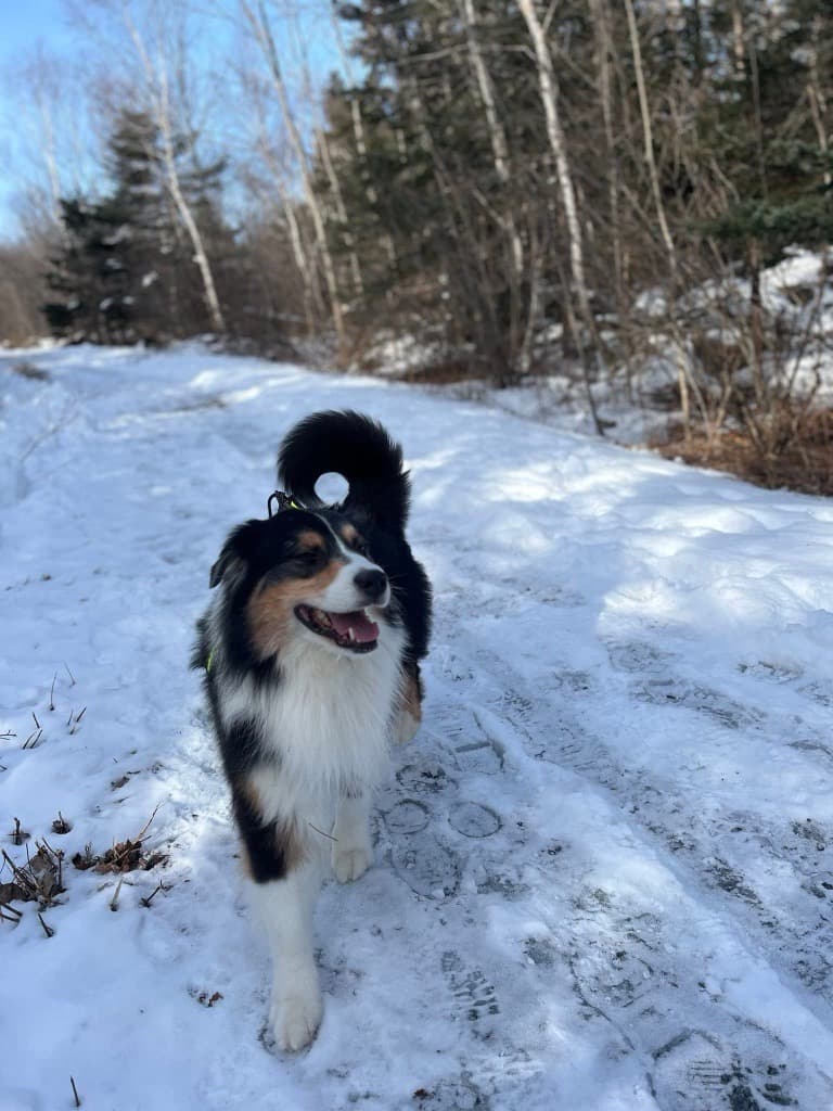 Cães canadenses são incluídos no Hall da Fama Animal Purina 2026 por atos heroicos