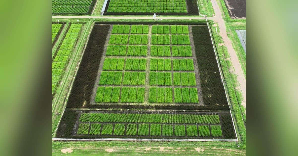 BioLumic e IRRI iniciam testes de campo para tecnologia de sementes de arroz ativadas por luz